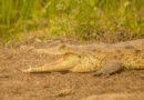 El caimán llanero y el delfín rosado entre las 317 especies amenazadas en el Meta